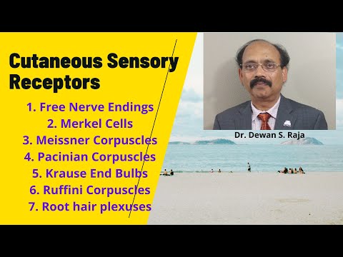 Cutaneous Sensory Receptors