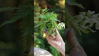 シダでボサボサ松ぼっくり五葉松 #garden #盆栽 #bonsai #shorts