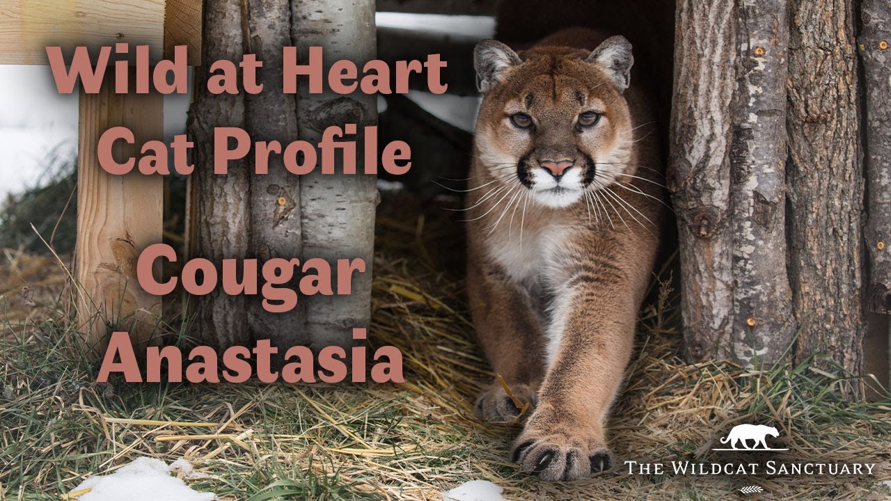 Wild at Heart Cat Profile: Cougar Anastasia || The Wildcat Sanctuary