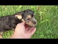 Yochon dogs for sale: Kevin - Video 1