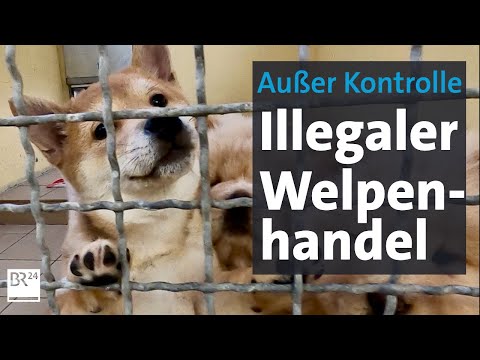 Undercover-Recherche: Das brutale Geschäft mit Hunde-Welpen | Kontrovers | Die Story | BR24