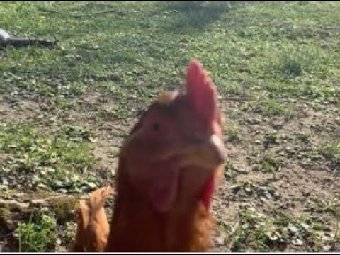 Chicken layin’ egg *CLOSE-UP*