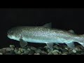 channel