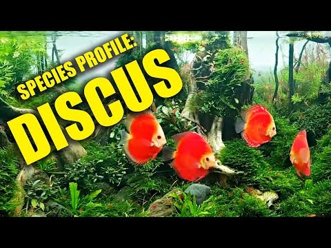 SPECIES PROFILE: All about DISCUS fish