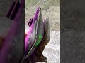 Muddy Heels