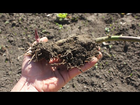 The best way to propagate blackberry Update video