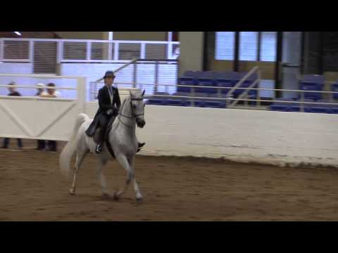 Arabian Horse Show