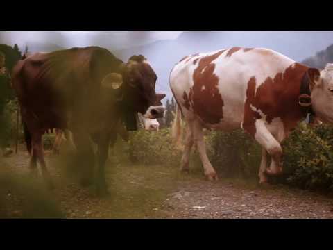DOKU - Almleben auf der Lamarkalm in Hochfügen