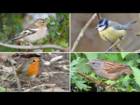 Identify Your Garden Birds - 20 UK Birds with Songs and Calls