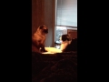 Siamese Vs Tuxedo Cat Fight Michael Vick Approved