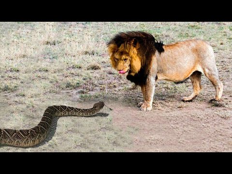 ¡Los Animales Se Metieron Con El Oponente Equivocado!