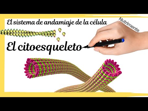 The cytoskeleton