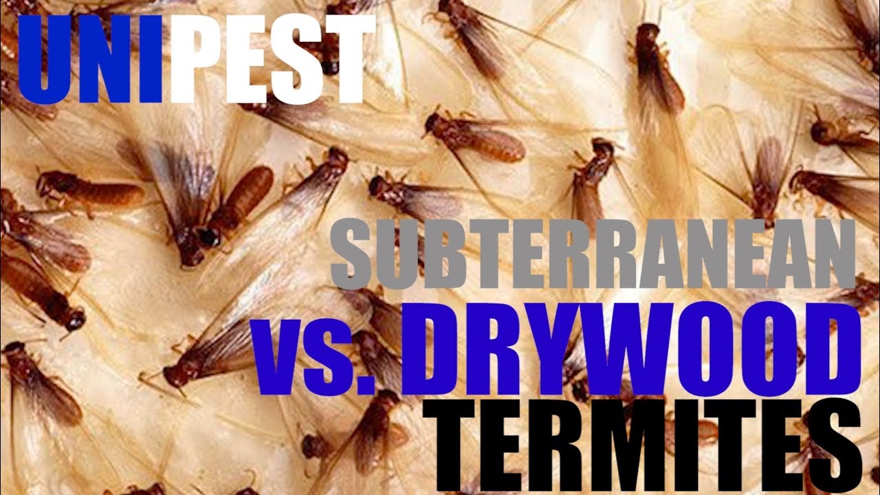 Subterranean vs.  Drywood Termite Control by Unipest - Santa Clarita Pest Control