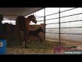 Mui Mui A Baby Horse Running And Playing
