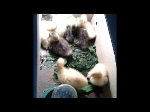 Котёнок и гусята / В мире животных