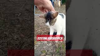 Tym razem kotka Pica chciała obchodzić Halloween 🎃🙀😹 #halloween #funny #cute #comedy #shorts #viral