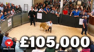 THIS SHEEP SOLD FOR £105,000!!!