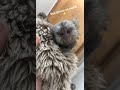 Baby marmost monkey on his toy 🧸#marmoset #monkey #monkeybaby #monkeys #babymonkey #commonmarmoset