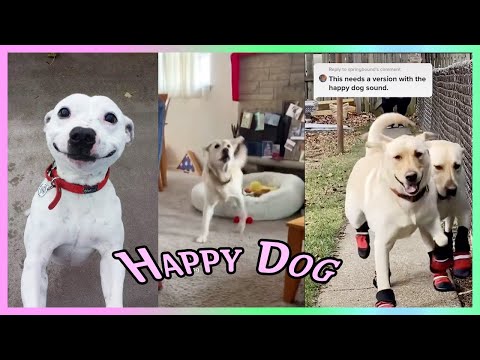 Happy Guy Hap hap Happy Dog Song