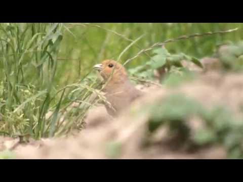 Patrijzen gelukkig in grasrand rond maisakker