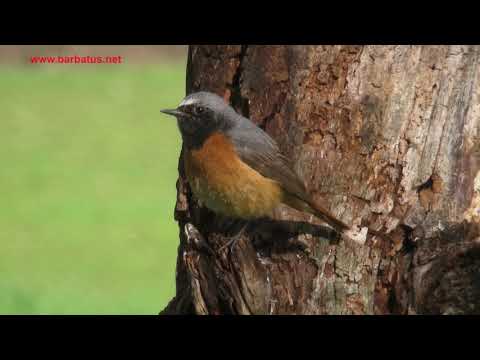 colirrojo real ( Phoenicurus phoenicurus ) Redstart