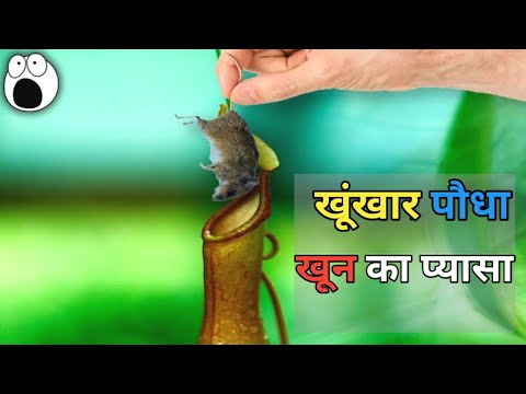 ऐसे पौधे जो इंसान तक को खा जाएँ 5 flowers which eats animals and insects