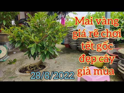 Yellow apricot tree for Tet 8/28/2022📞0358453990 Ms. Mai 👉 Yellow apricot tree for Tet, beautiful...