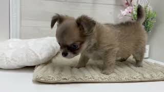 チワワ（ロング）の動画01