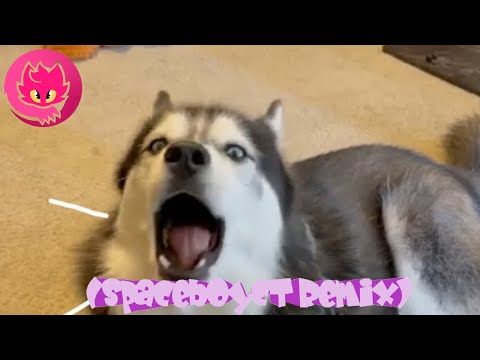 The Kiffness X Haiku The Husky - Ancient Husky Melody (SpaceboyCT Remix)