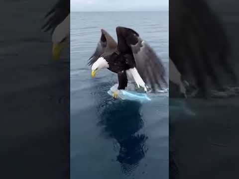 Subscribe for more crazy videos 🤪 #animals #crazily