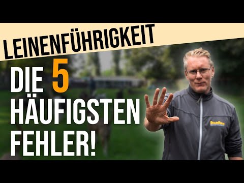 Darum zieht dein Hund an der Leine! 😮 Die 5 häufigsten Fehler bei der Leinenführigkeit!