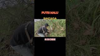 Download lagu PUTRI MALU RAKSASA #bonsai #caribonsai mp3