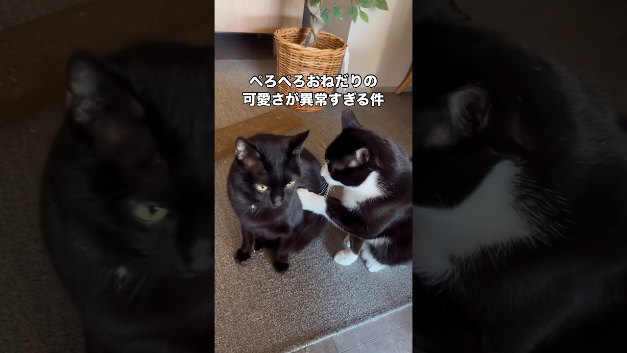 ハチワレこんぶのぺろぺろおねだりが可愛すぎる件。振られるまでがこんぶらしい。 #ハチワレ #ハチワレ猫 #黒猫 #shorts