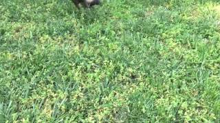 Sparrow slomo war dance