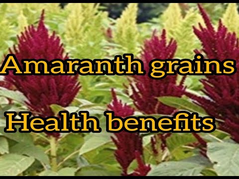 アマランスのメリットメリットとカロリーの害 ファーマー オンライン アマランスのメリットメリットとカロリーの害 ファーマー オンライン