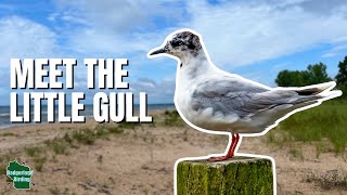 We Found the Smallest Seagull in the World!