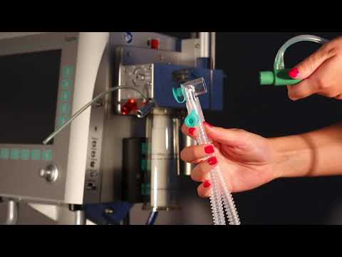 Sophie -  Seitenansicht rechts