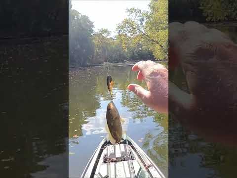 CAST to CATCH #smallmouthbass #fishing #youtubeshorts