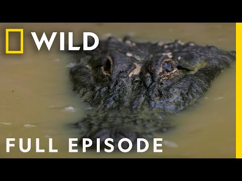 Predators of the Swamp (Full Episode) | Dead by Dawn