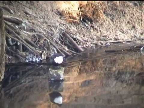 WASSERAMSEL am Kagarbach - Cinclus cinclus