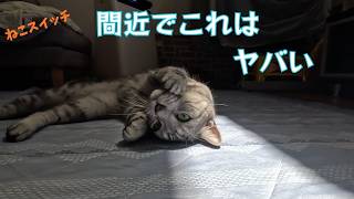 《猫動画》ねこちゃんが付いてきてくれたので間近で見てたら、かわいいくてこんな感じになりました #ねこ #cat #kitty #アメショ #vlog