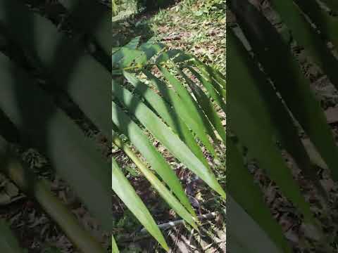 canal sítio Fortaleza Moju para