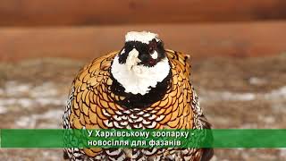 У Харківському зоопарку освоюють нові оселі пугачі та фазани