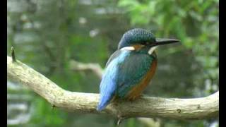 preview picture of video 'Amsterdam Kingfishers 2008'