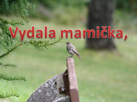 Vydala mamička, Slovenská Ľudová pieseň.Svadba Hrá Akordeón, klikni pre Odber. Popis a text, nižšie.