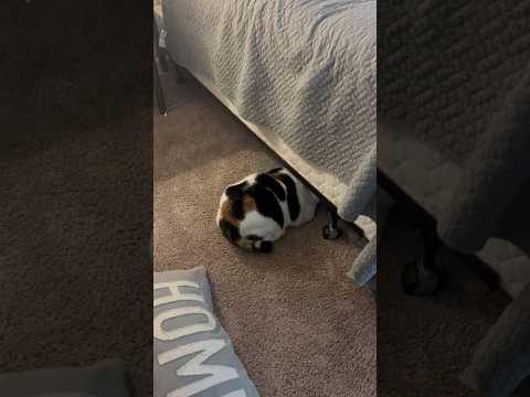 Jasmine is Scared of Thunder #scardycat #cat