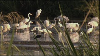 Georgia Outdoors | Herons and Heroes