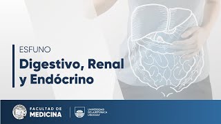 Fisiología de las glándulas tiroideas - Digestiv, renal y endócrino
