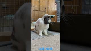 うさぎうさぎ🐰お座り