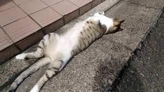 (ФωФ)＜ごろごろニャーニャーしてる猫